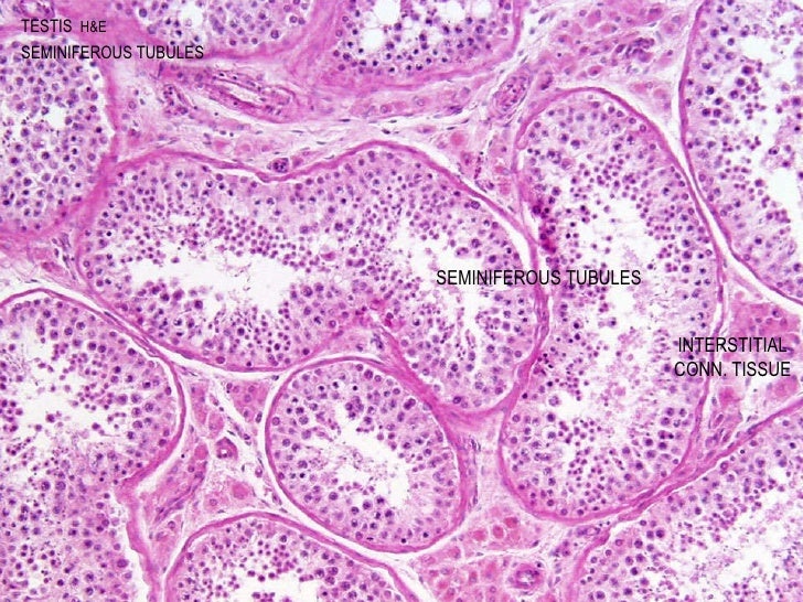 Male Seminiferous Tubules