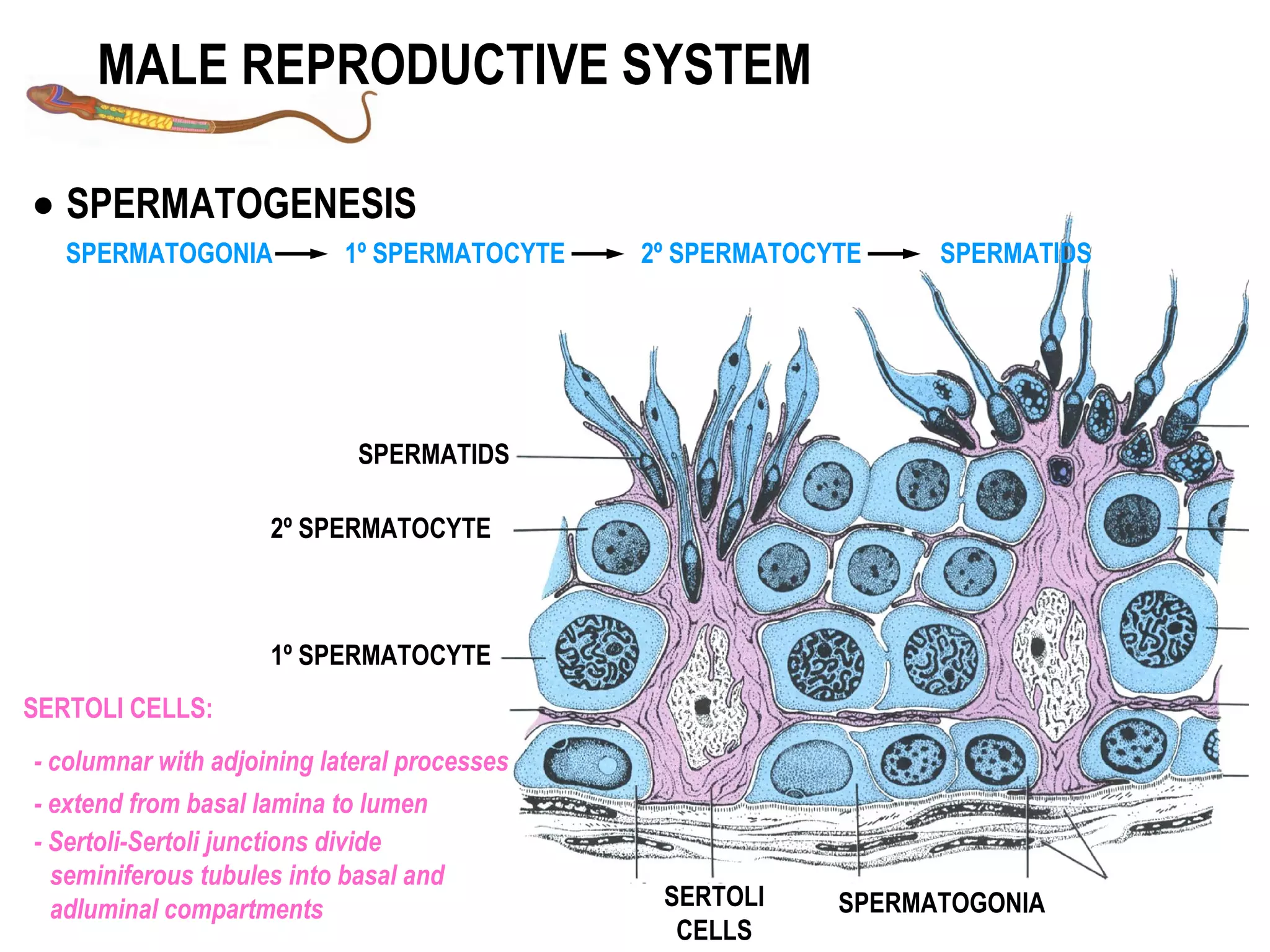 Male reproductive system | PPT