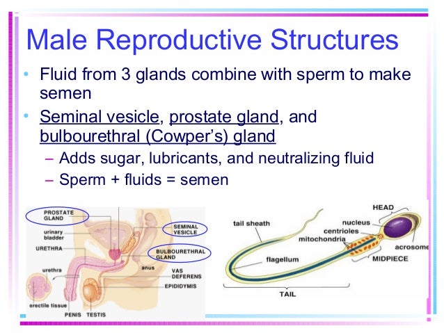 fluid sperm Cowpers