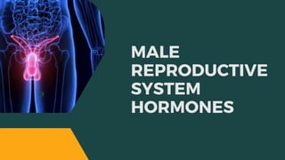 MALE
REPRODUCTIVE
SYSTEM
HORMONES
 