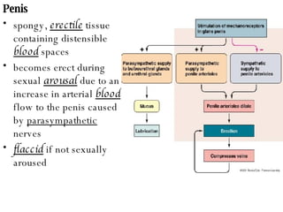 Penis  spongy,  erectile  tissue containing distensible  blood  spaces becomes erect during sexual  arousal  due to an increase in arterial  blood  flow to the penis caused by  parasympathetic  nerves flaccid  if not sexually aroused 