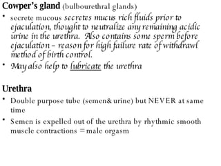 Cowper’s gland  (bulbourethral glands) secrete mucous  secretes mucus rich fluids prior to ejaculation, thought to neutralize any remaining acidic urine in the urethra.  Also contains some sperm before ejaculation – reason for high failure rate of withdrawl method of birth control.   May also help to  lubricate  the urethra Urethra Double purpose tube (semen&urine) but NEVER at same time Semen is expelled out of the urethra by rhythmic smooth muscle contractions = male orgasm 