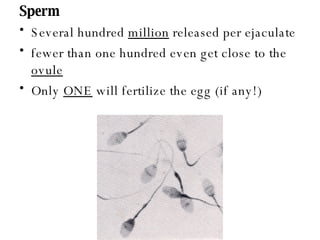Sperm Several hundred  million  released per ejaculate fewer than one hundred even get close to the  ovule Only  ONE  will fertilize the egg (if any!) 