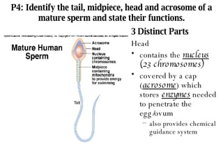 P4: Identify the tail, midpiece, head and acrosome of a mature sperm and state their functions. 3 Distinct Parts Head contains the  nucleus  (23 chromosomes) covered by a cap ( acrosome ) which stores  enzymes  needed to penetrate the egg/ovum also provides chemical guidance system 