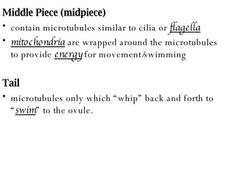 Middle Piece (midpiece) contain microtubules similar to cilia or  flagella mitochondria  are wrapped around the microtubules to provide  energy  for movement/swimming Tail microtubules only which “whip” back and forth to “ swim ” to the ovule. 