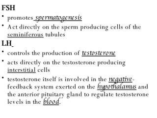 FSH   promotes   spermatogenesis Act directly on the sperm producing cells of the  seminiferous  tubules LH   controls the production of  testosterone acts directly on the testosterone producing  interstitial  cells testosterone itself is involved in the  negative -feedback system exerted on the  hypothalamus  and the anterior pituitary gland to regulate testosterone levels in the  blood . 