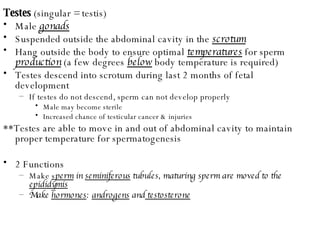 Testes  (singular = testis) Male  gonads Suspended outside the abdominal cavity in the  scrotum Hang outside the body to ensure optimal  temperatures  for sperm  production  (a few degrees  below  body temperature is required) Testes descend into scrotum during last 2 months of fetal development If testes do not descend, sperm can not develop properly Male may become sterile Increased chance of testicular cancer & injuries **Testes are able to move in and out of abdominal cavity to maintain proper temperature for spermatogenesis 2 Functions Make  s perm  in  seminiferous  tubules, maturing sperm are moved to the  epididymis Make  hormones :  androgens  and  testosterone 