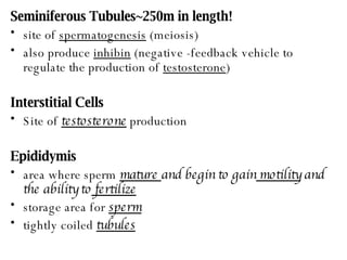 Seminiferous Tubules~250m in length! site of  spermatogenesis  (meiosis) also produce  inhibin  (negative -feedback vehicle to regulate the production of  testosterone ) Interstitial Cells Site of  testosterone  production Epididymis area where sperm  mature  and begin to gain  motility  and the ability to  fertilize storage area for  sperm tightly coiled  tubules 