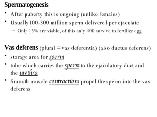 Spermatogenesis After puberty this is ongoing (unlike females) Usually100-300 million sperm delivered per ejaculate Only 15% are viable, of this only 400 survive to fertilize egg Vas deferens  (plural = vas deferentia) (also ductus deferens) storage area for  sperm tube which carries the  sperm  to the ejaculatory duct and the  urethra Smooth muscle  contractions  propel the sperm into the vas deferens 