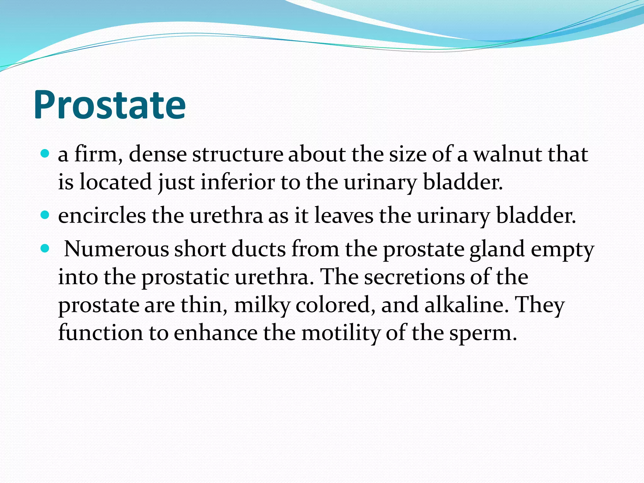 Prostata In English Male reproductive system | PPT