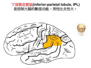 下頂葉皮質區(inferior-parietal lobule, IPL)
是控制大腦的數值功能，男性比女性大。
 