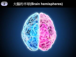 大腦的半球(Brain hemispheres)
2
 