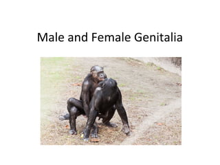Male and Female Genitalia
 
