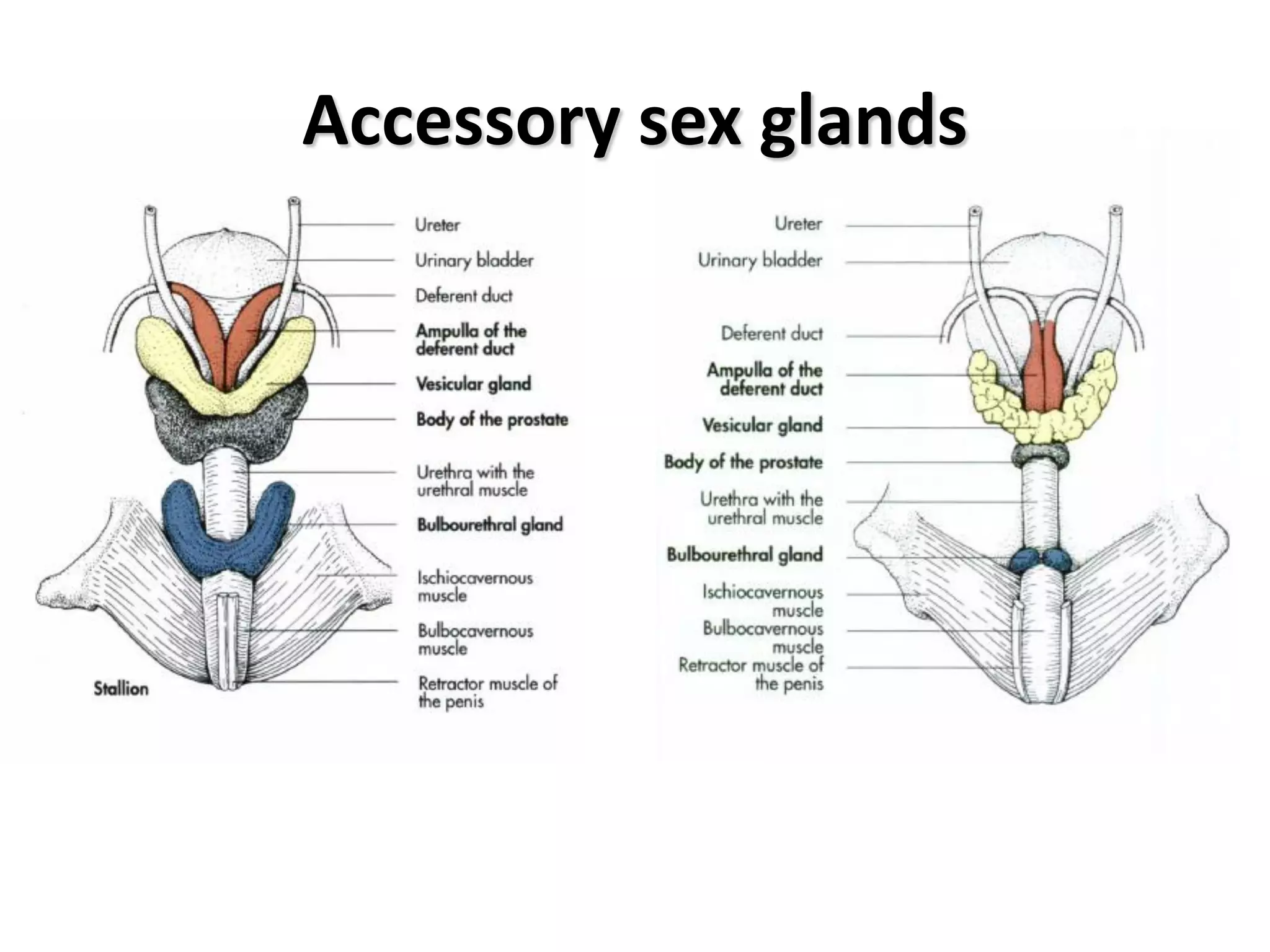 Veterinary Anatomy of Male and female genital system lectures together