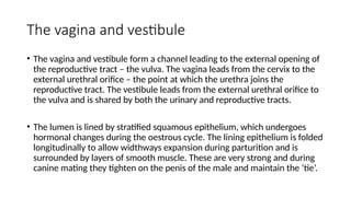 Male and female reproductive system (2).pptx