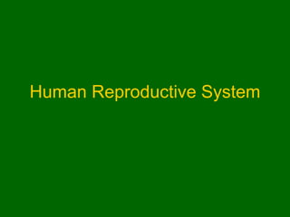Human Reproductive System
 