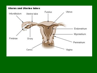 Male and female rep system | PPT