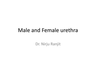 Male and Female urethra
Dr. Nirju Ranjit
 