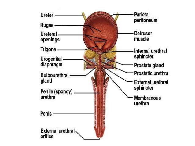 Male and female urethra