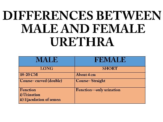 Male and female urethra