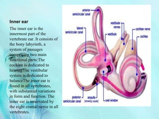Inner ear
The inner ear is the
innermost part of the
vertebrate ear. It consists of
the bony labyrinth, a
system of passages
comprising two main
functional parts:The
cochlea is dedicated to
hearingThe vestibular
system is dedicated to
balanceThe inner ear is
found in all vertebrates,
with substantial variations
in form and function. The
inner ear is innervated by
the eight cranial nerve in all
vertebrates.
 