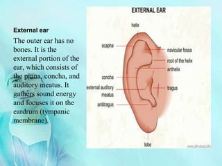 External ear
The outer ear has no
bones. It is the
external portion of the
ear, which consists of
the pinna, concha, and
auditory meatus. It
gathers sound energy
and focuses it on the
eardrum (tympanic
membrane).
 