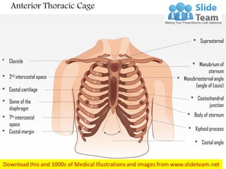 1
2
3
4
5
6
7
8
10
11
* Clavicle
* 2nd intercostal space
* Costal cartilage
* Dome of the
diaphragm
* 7th intercostal
space
* Costal margin
* Suprasternal
* Manubrium of
sternum
* Manubriosternal angle
(angle of Louis)
* Costochondral
junction
* Body of sternum
* Xiphoid process
* Costal angle
9
Anterior Thoracic Cage
 