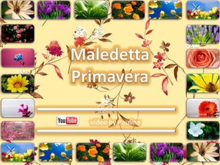 Maledetta Primavera video by Paulina 