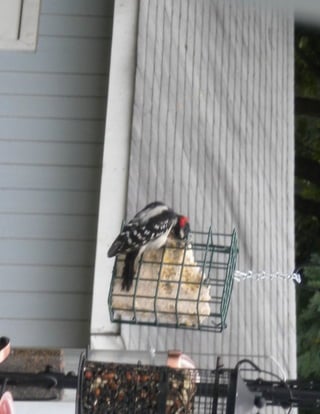 Male Downy Woodpecker on Suet Block