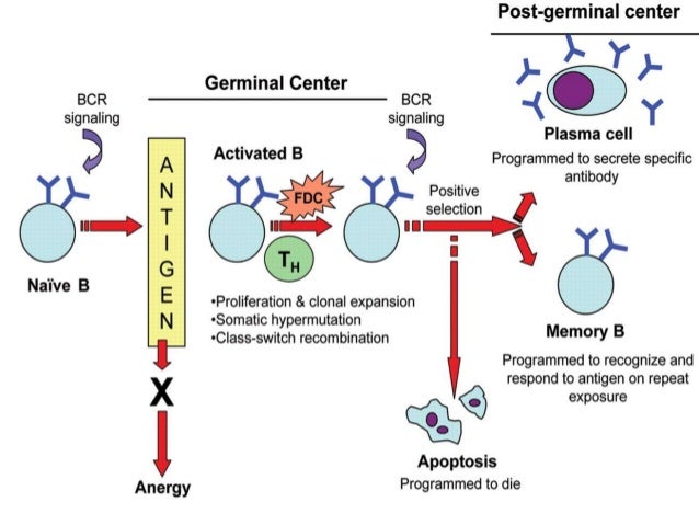 Hodgkin's Lymphoma