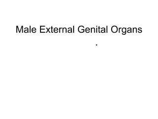 Male External Genital Organs
.
 