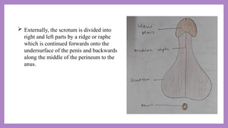 Scrotal Ridge Anatomy and applied aspects of male external genitalia.pptx