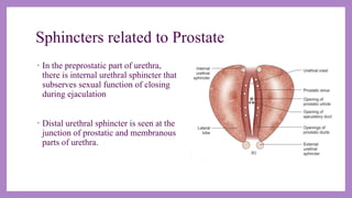 Anatomy and applied aspects of male external genitalia.pptx