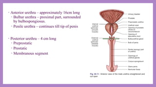 Anatomy and applied aspects of male external genitalia.pptx