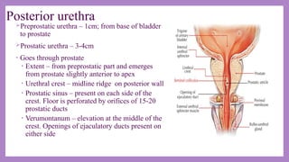 Anatomy and applied aspects of male external genitalia.pptx