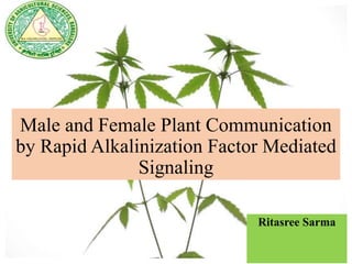 Male and Female Plant Communication
by Rapid Alkalinization Factor Mediated
Signaling
Ritasree Sarma
 