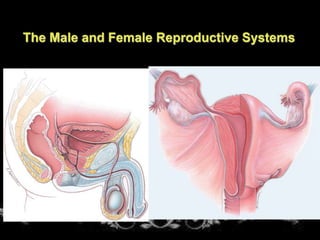 The Male and Female Reproductive Systems
 