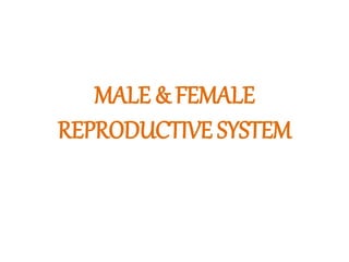 MALE & FEMALE
REPRODUCTIVE SYSTEM
 