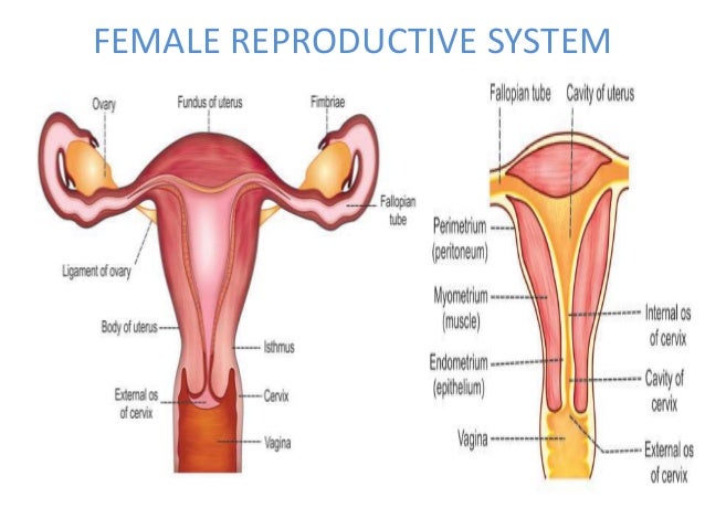 Female And Male Reproductive System