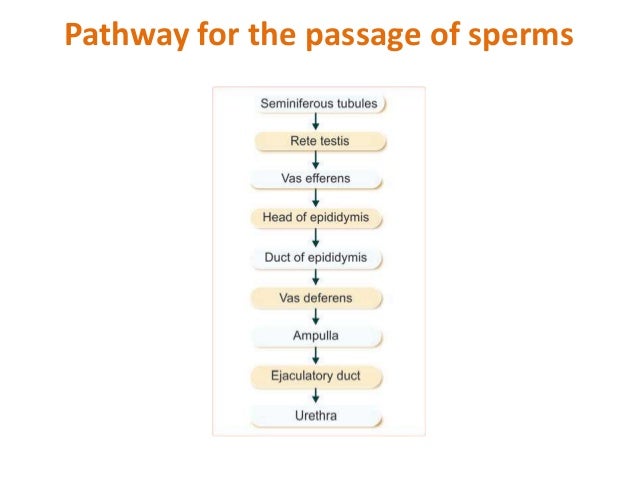 male female reproductive system plural form of epididymis