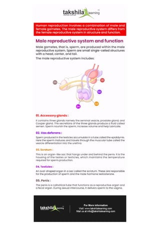 Male female reproductive system - infographic