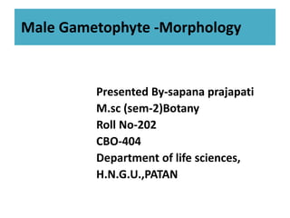 Male Gametophyte -Morphology
Presented By-sapana prajapati
M.sc (sem-2)BotanyM.sc (sem-2)Botany
Roll No-202
CBO-404
Department of life sciences,
H.N.G.U.,PATAN
 