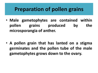 Preparation of pollen grains
• Male gametophytes are contained within
pollen grains produced by the
microsporangia of anther.
• A pollen grain that has lanted on a stigma
germinates and the pollen tube of the male
gametophytes grows down to the ovary.
 