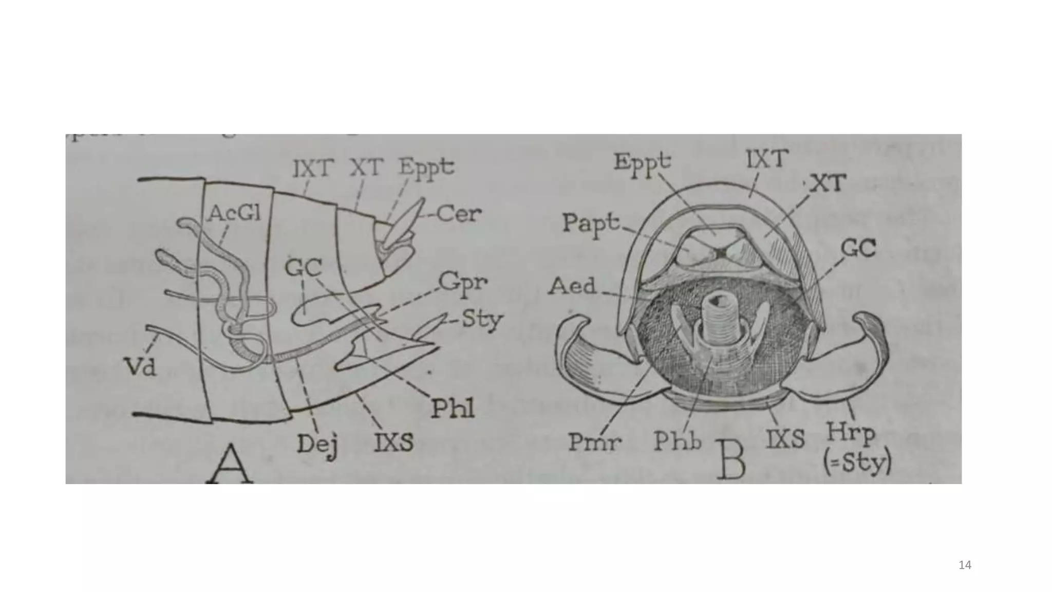 Insect Male Reproduction male genetalia of insect orders | PPT