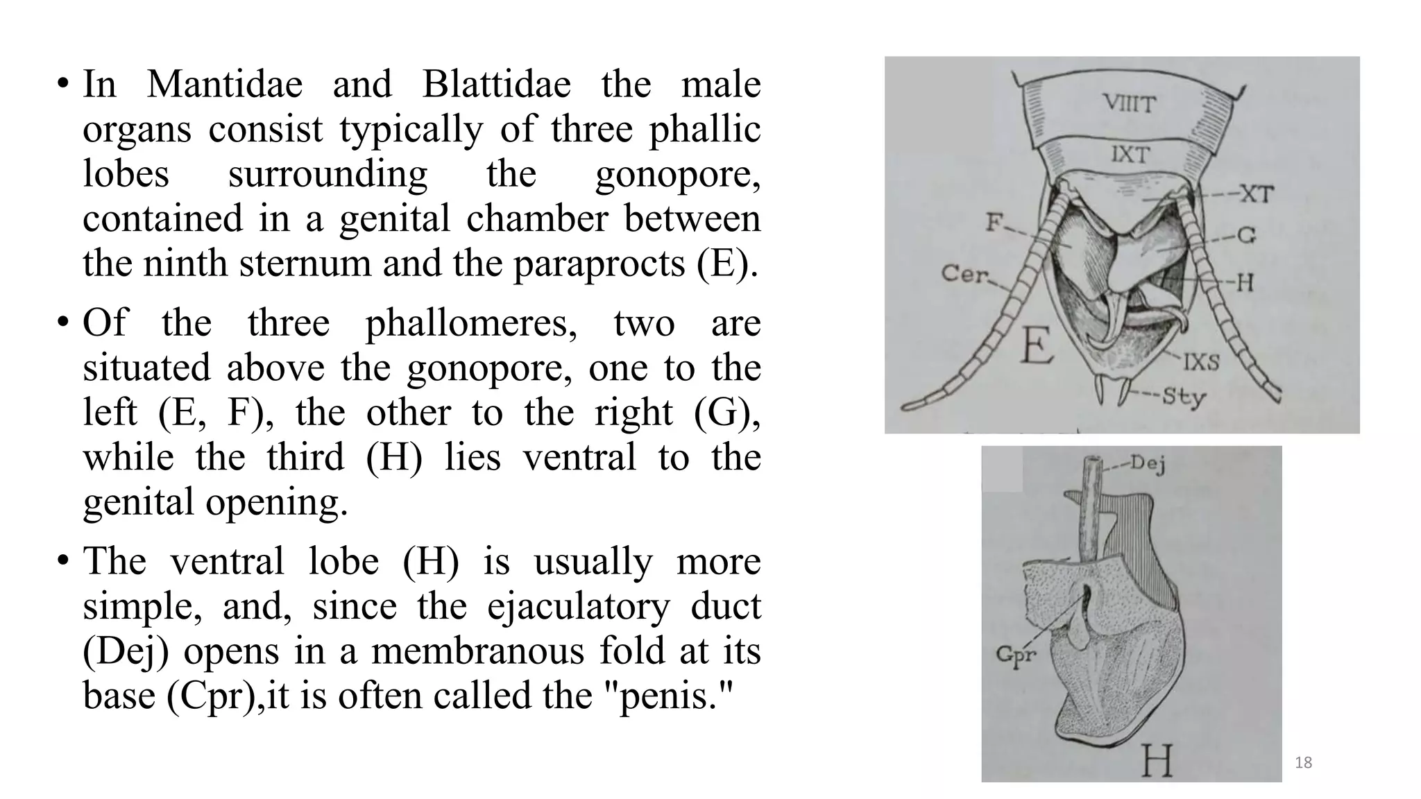 Insect Male Reproduction male genetalia of insect orders | PPT
