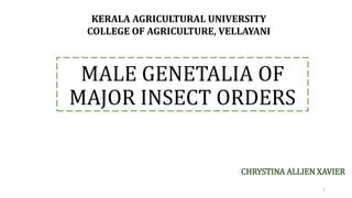 MALE GENETALIA OF
MAJOR INSECT ORDERS
CHRYSTINA ALLIEN XAVIER
KERALA AGRICULTURAL UNIVERSITY
COLLEGE OF AGRICULTURE, VELLAYANI
1
 
