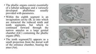 male genetalia of insect orders | PPTX