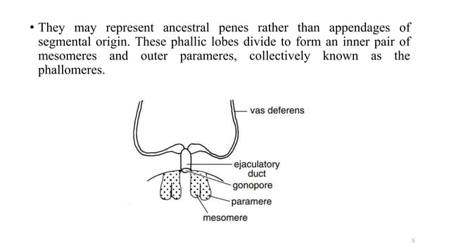 Insect Male Reproduction male genetalia of insect orders | PPT