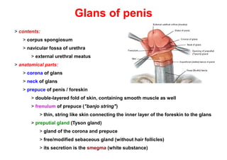 Male genital apparatus (2022-04).pdf