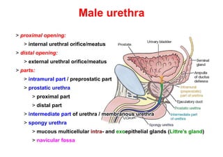 Male genital apparatus (2022-04).pdf